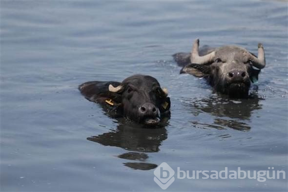 Afrika savanası değil... Bu görüntüler Türkiye'den