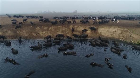 Afrika savanası değil... Bu görüntüler Türkiye'den