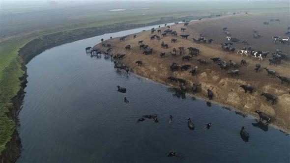 Afrika savanası değil... Bu görüntüler Türkiye'den