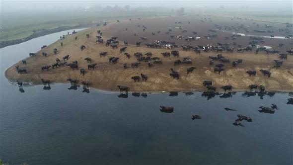 Afrika savanası değil... Bu görüntüler Türkiye'den
