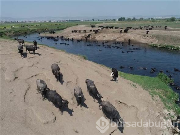 Afrika savanası değil... Bu görüntüler Türkiye'den