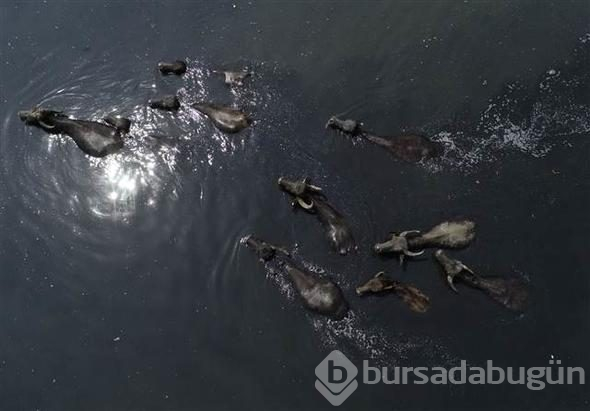 Afrika savanası değil... Bu görüntüler Türkiye'den