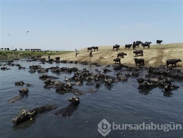 Afrika savanası değil... Bu görüntüler Türkiye'den