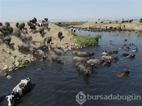 Afrika savanası değil... Bu görüntüler Türkiye'den