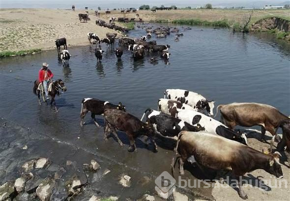 Afrika savanası değil... Bu görüntüler Türkiye'den