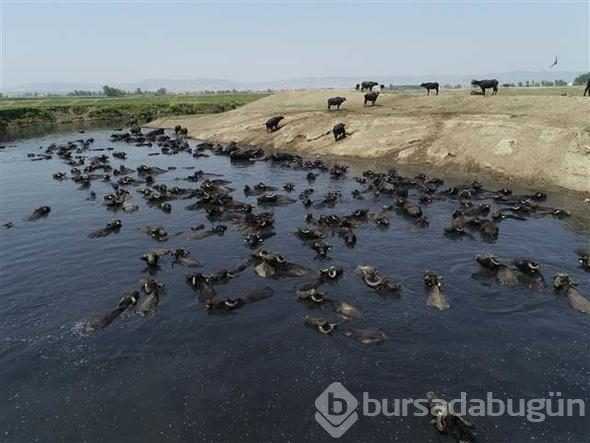 Afrika savanası değil... Bu görüntüler Türkiye'den