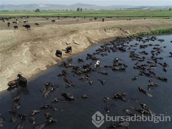Afrika savanası değil... Bu görüntüler Türkiye'den