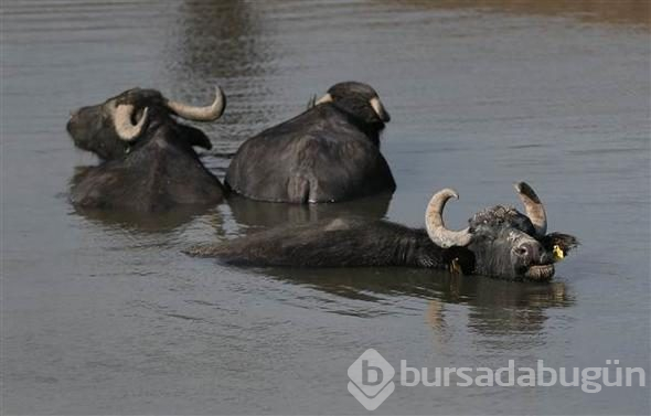 Afrika savanası değil... Bu görüntüler Türkiye'den