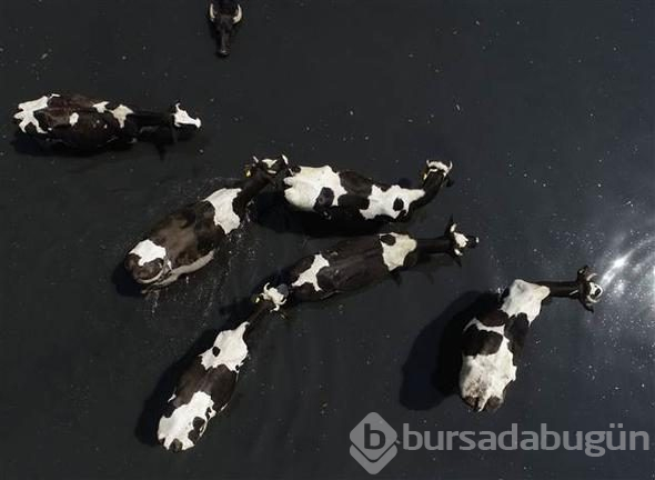 Afrika savanası değil... Bu görüntüler Türkiye'den