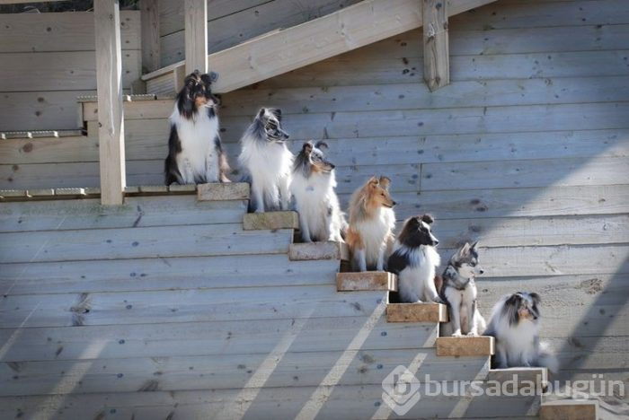 İnternetin yeni gözdeleri ile tanışın: Model köpekler
