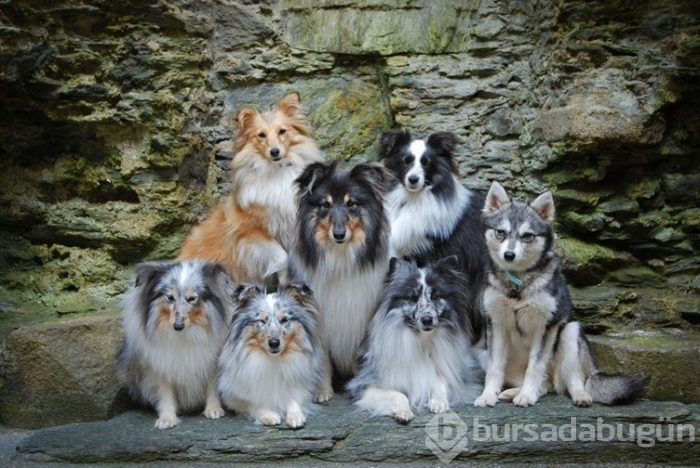 İnternetin yeni gözdeleri ile tanışın: Model köpekler
