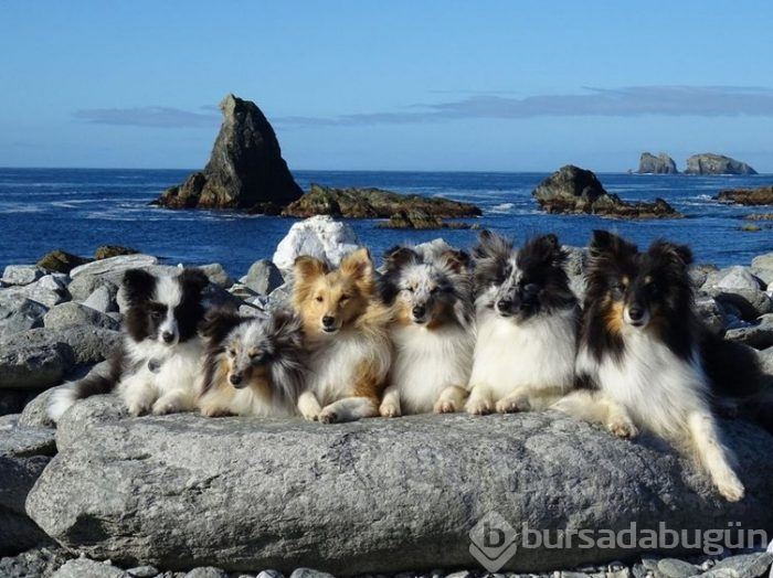 İnternetin yeni gözdeleri ile tanışın: Model köpekler
