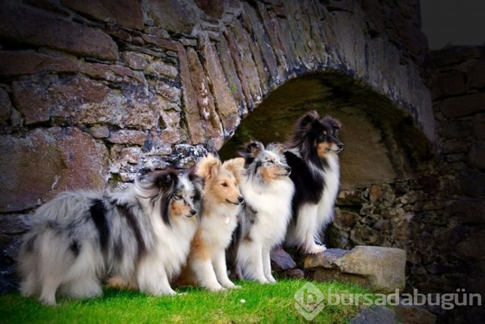 İnternetin yeni gözdeleri ile tanışın: Model köpekler
