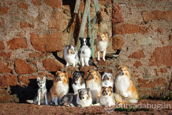 İnternetin yeni gözdeleri ile tanışın: Model köpekler
