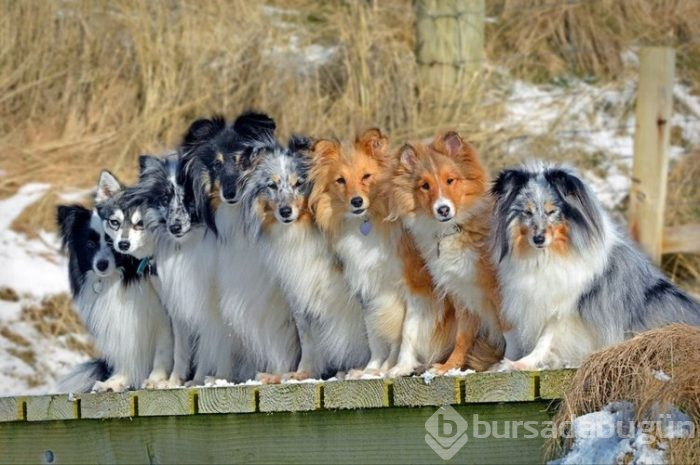 İnternetin yeni gözdeleri ile tanışın: Model köpekler
