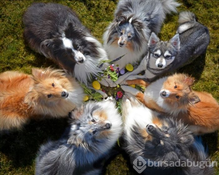 İnternetin yeni gözdeleri ile tanışın: Model köpekler
