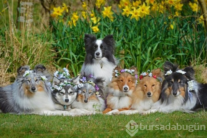 İnternetin yeni gözdeleri ile tanışın: Model köpekler
