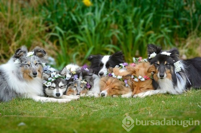 İnternetin yeni gözdeleri ile tanışın: Model köpekler

