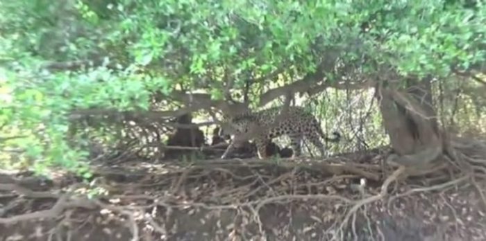 Jaguarın zor anları! Avlanmaya giderken başına gelmeyen kalmadı