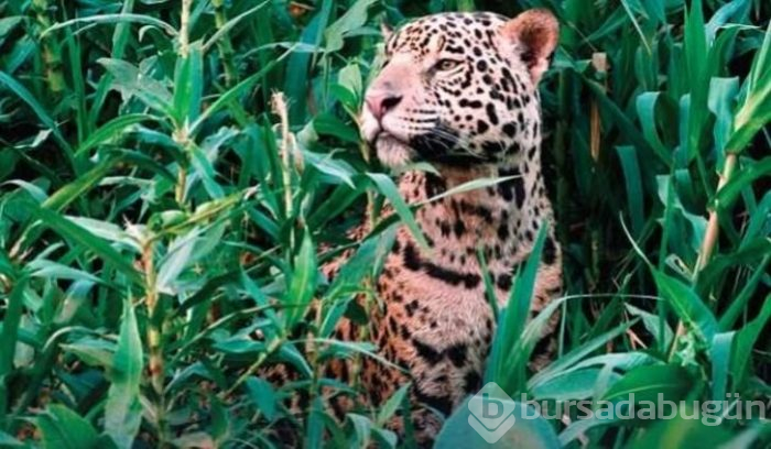 Jaguarın zor anları! Avlanmaya giderken başına gelmeyen kalmadı