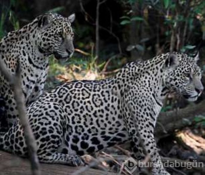 Jaguarın zor anları! Avlanmaya giderken başına gelmeyen kalmadı
