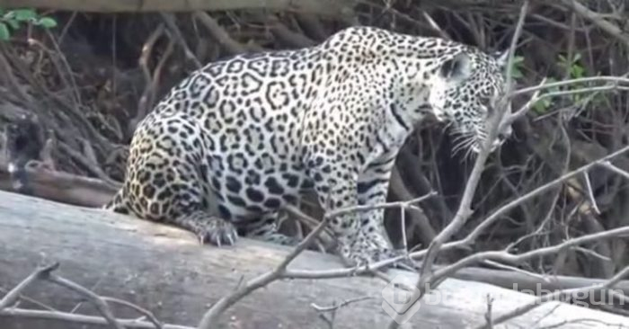 Jaguarın zor anları! Avlanmaya giderken başına gelmeyen kalmadı