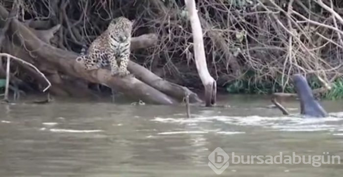 Jaguarın zor anları! Avlanmaya giderken başına gelmeyen kalmadı