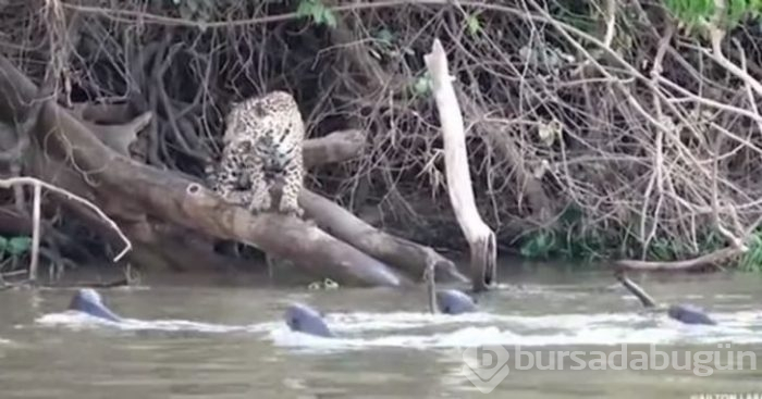 Jaguarın zor anları! Avlanmaya giderken başına gelmeyen kalmadı