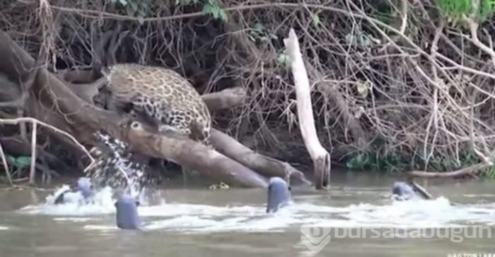 Jaguarın zor anları! Avlanmaya giderken başına gelmeyen kalmadı
