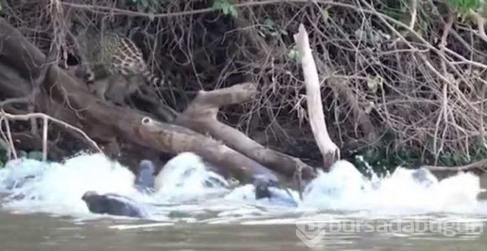 Jaguarın zor anları! Avlanmaya giderken başına gelmeyen kalmadı