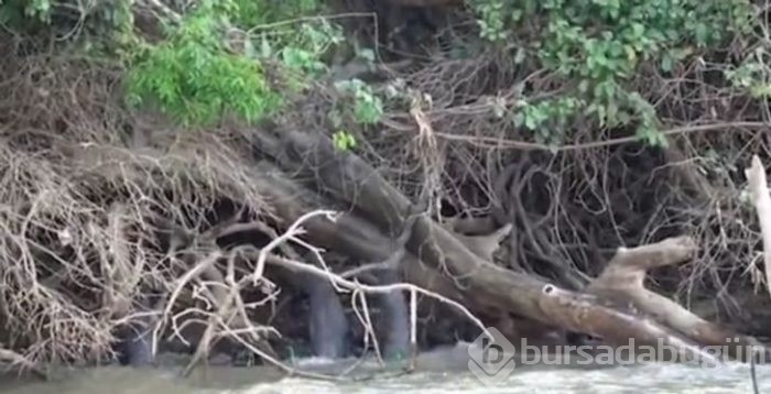 Jaguarın zor anları! Avlanmaya giderken başına gelmeyen kalmadı