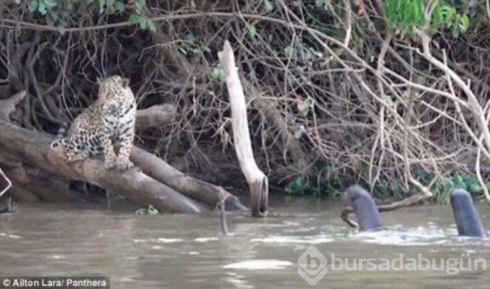 Jaguarın zor anları! Avlanmaya giderken başına gelmeyen kalmadı