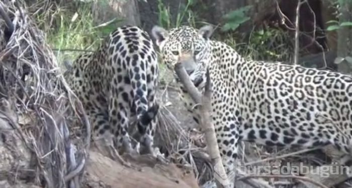 Jaguarın zor anları! Avlanmaya giderken başına gelmeyen kalmadı