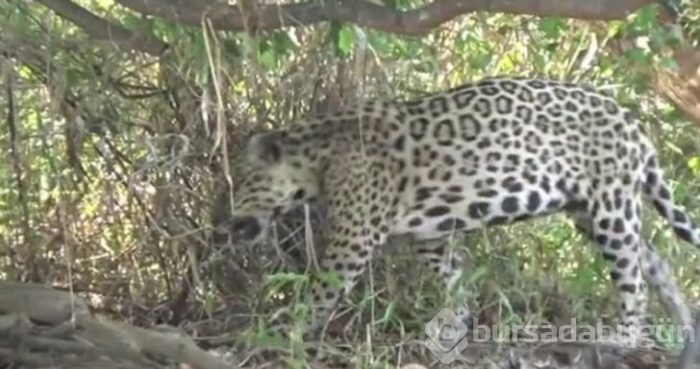 Jaguarın zor anları! Avlanmaya giderken başına gelmeyen kalmadı
