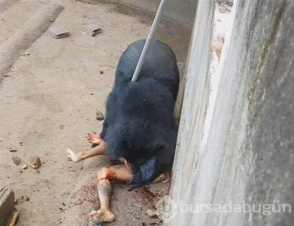 Hayvanlar aleminin unutulmaz saldırıları