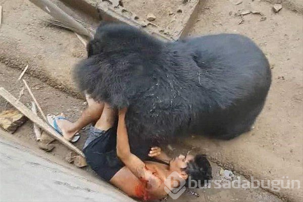 Hayvanlar aleminin unutulmaz saldırıları