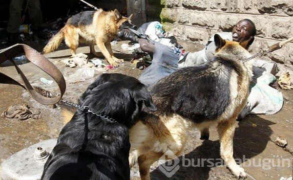 Hayvanlar aleminin unutulmaz saldırıları