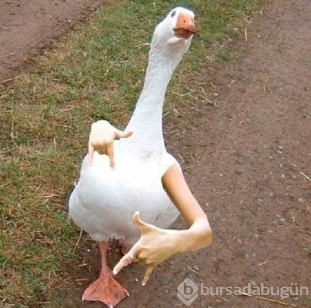 Photoshop'ta kendini rezil eden insanlar