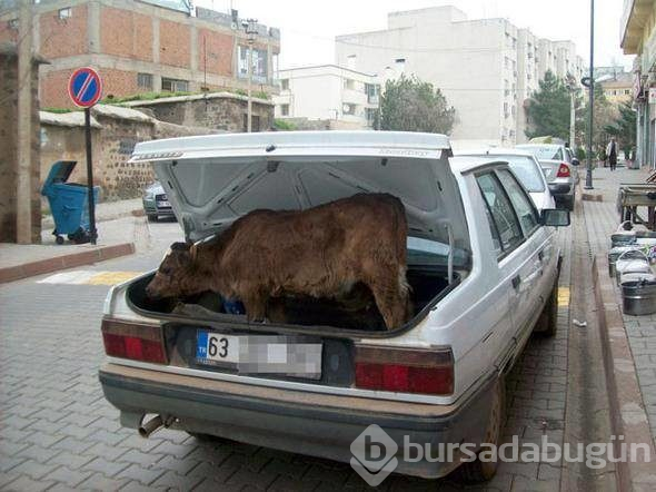 Türkiye'den dünyaya yayıldılar!