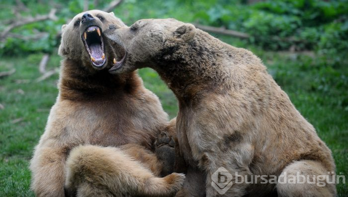 Bursa'da ayıların keyifli anları kameralara yansıdı	