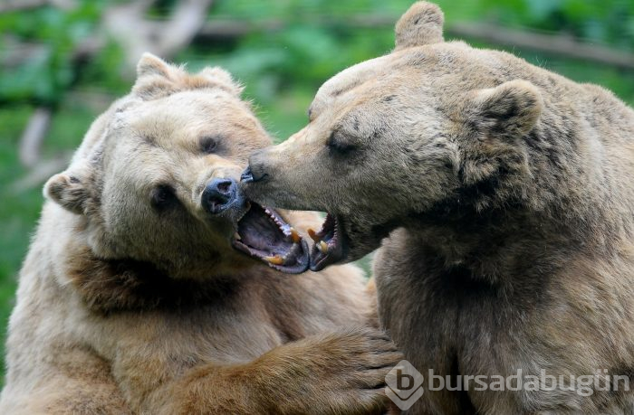 Bursa'da ayıların keyifli anları kameralara yansıdı	