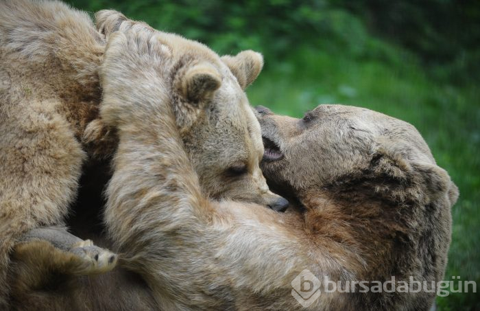 Bursa'da ayıların keyifli anları kameralara yansıdı	