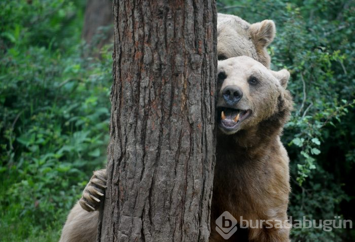 Bursa'da ayıların keyifli anları kameralara yansıdı	