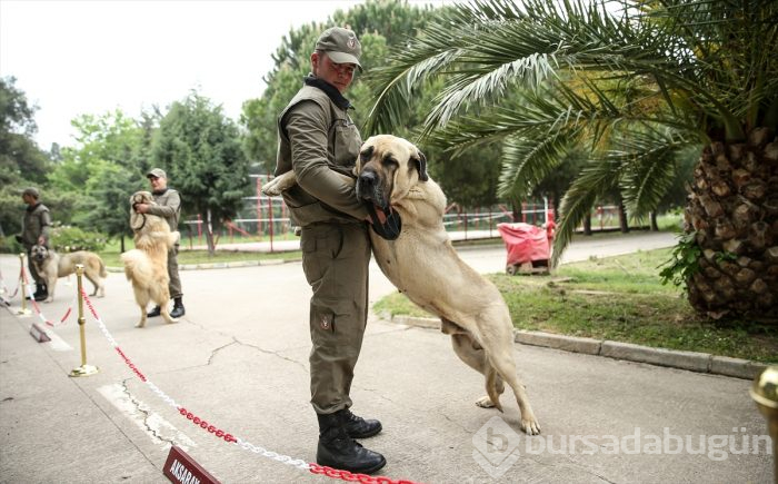 Bursa'da eğitilen "Keskin burunlar" Mehmetçik'i hain tuzaklardan kurtardı 