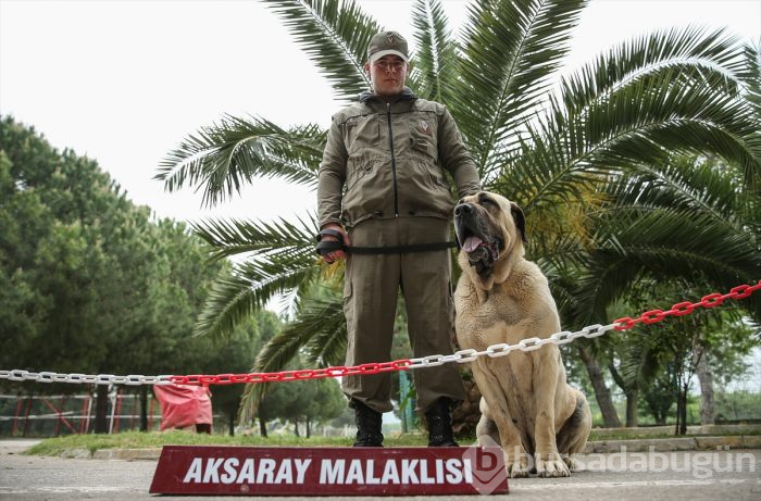 Bursa'da eğitilen "Keskin burunlar" Mehmetçik'i hain tuzaklardan kurtardı 