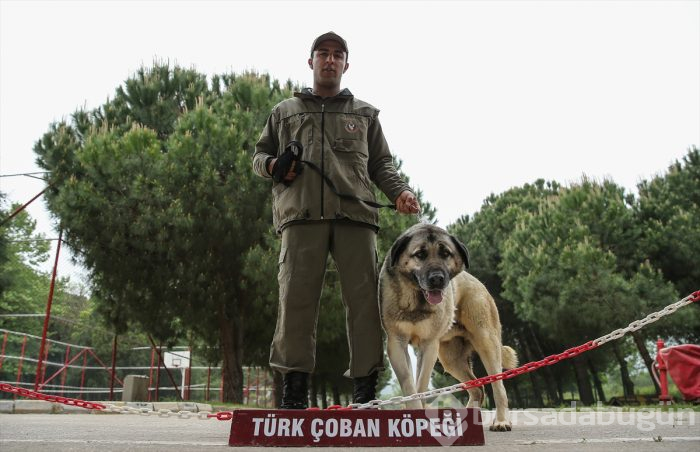 Bursa'da eğitilen "Keskin burunlar" Mehmetçik'i hain tuzaklardan kurtardı 