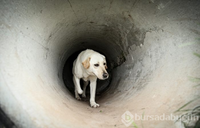 Bursa'da eğitilen "Keskin burunlar" Mehmetçik'i hain tuzaklardan kurtardı 