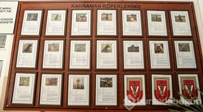 Bursa'da eğitilen "Keskin burunlar" Mehmetçik'i hain tuzaklardan kurtardı 