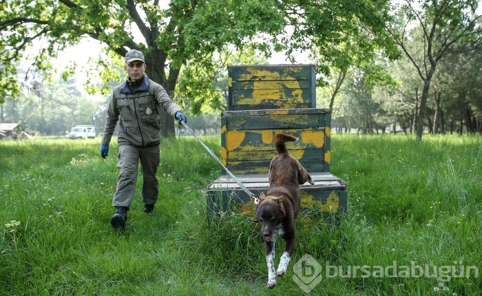 Bursa'da eğitilen "Keskin burunlar" Mehmetçik'i hain tuzaklardan kurtardı 