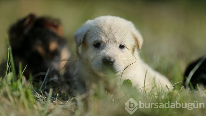 Bursa'da eğitilen "Keskin burunlar" Mehmetçik'i hain tuzaklardan kurtardı 